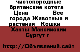 чистопородные британские котята › Цена ­ 10 000 - Все города Животные и растения » Кошки   . Ханты-Мансийский,Сургут г.